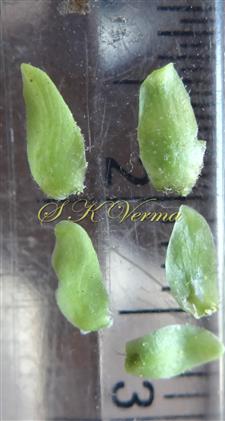  Sepals